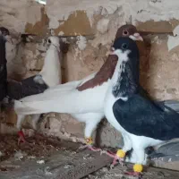 تعداد 18عدد کفتر خطی با رنگی همه پرنده اس
