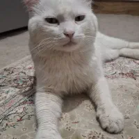 واگذاری گربه برتیش اسکاتیش