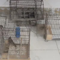 ۳عدد تله قفس و گلبسر نر