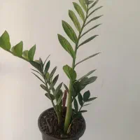 گل و گیاه آپارتمانی