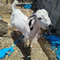 چپشت چاق و سرحال