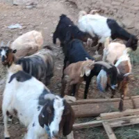 بز داشتی ۳رس نزدی ۴رس بومی بایک بزغاله