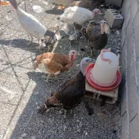 بوقلمون ماده وخروس سیبرایت