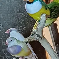 پرنده