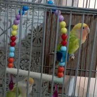 طوطی برزیلی