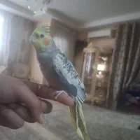 پرنده