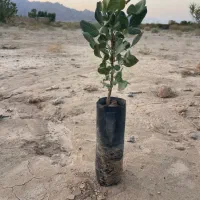 فروش نهال پسته