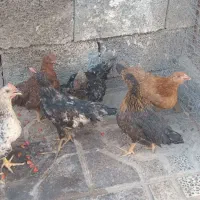 جوجه