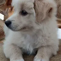 سگ 5ماهه