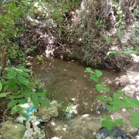 گیلاس تکدانه اصل
