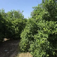فروش باغچه ۷۰۰متری تاپ لوکیشن آماده به ساخت