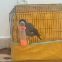 مرغ مینا معاوظه با سهره