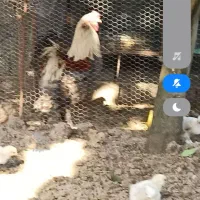تخم برهما امپراتور