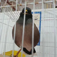 مینا سخنگو رامسر