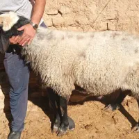 قوچ شال اصیل تک منگوله تک خال  همدان رزن