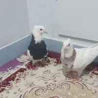 طوقی جفت