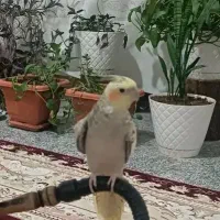 پرندگان