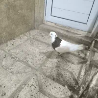 طوقی