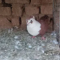 کفتر|پرنده|بیرجند, |دیوار