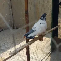 کبوتر کله دم