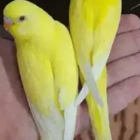 تعدادی جوجه مرغ عشق سرلاکی هلندی دوستی