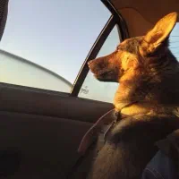 سگ ژرمن