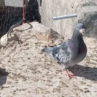 کبوتر