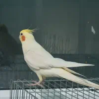 عروس هلندی نر سخنگو