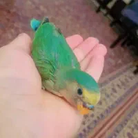طوطی برزیلی سرلاکی