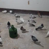 کفترپرشی تهرانی