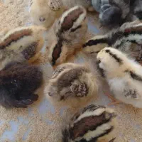 جوجه عربی