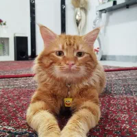گمشده