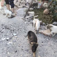فروش توله سگ