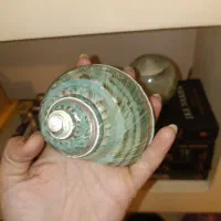 صدف حلزونی بزرگ