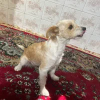 سگ خانگی