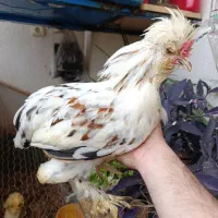 خروس سلطان