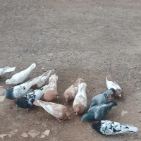 کبوتر رنگه