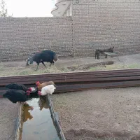 قوچ