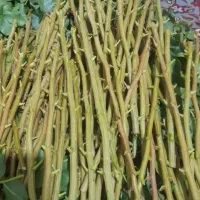پیوند زنی درخت پسته انجام میشود