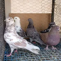کفتر پرشی قلمکار ، سرخ ، دوکت ، واشه ای ، شازده