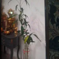 گل بابو با گلدان