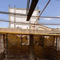 گنجه کبوتر