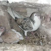 کفتر ساده عتیقه