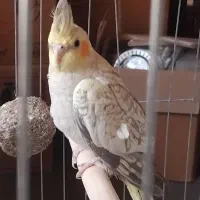 عروس هلندی گل باقالی