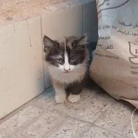 سرپرستی بچه گربه