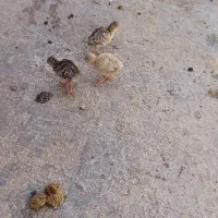 فروش بوقلمون ماده با 4جوجه بوقلمون