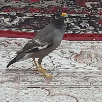 مینا‌وعروس‌هلندی‌وفنج‌دررامشیر
