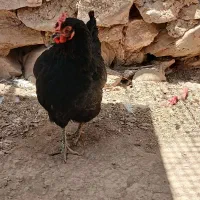 مرغ محلی اصل اصل(( دلوار))