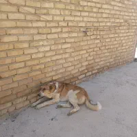 همدان|سگ|همدان, |دیوار