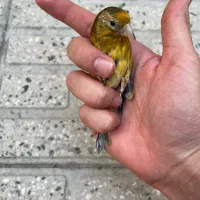 جوجه سهره قناری نر صددرصد سرخ ۳ ماهه دهندار